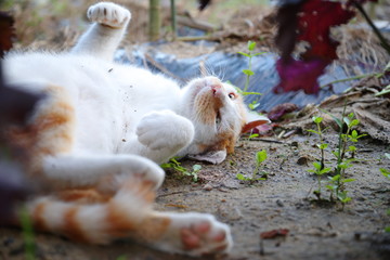 ゴロゴロ猫ちゃん