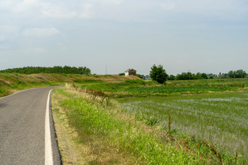 Fototapeta na wymiar Rice fields along the Po river