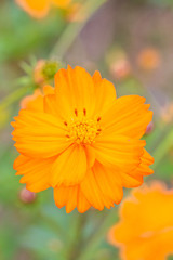 Outdoor spring blooming yellow orange yellow autumn flowers,Cosmos sulphureus Cav.