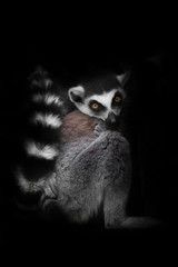 cat lemur with striped tail isolated on black background, night bright glowing eyes the animal awoke and looks restlessly