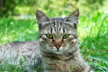 Naklejka na ściany i meble Portrait of a young gray cat on a green meadow.