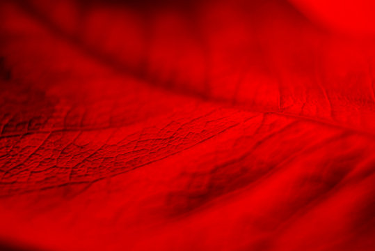 Macro Autumn Leaves Under The Red Light, Dry Leaf Detail