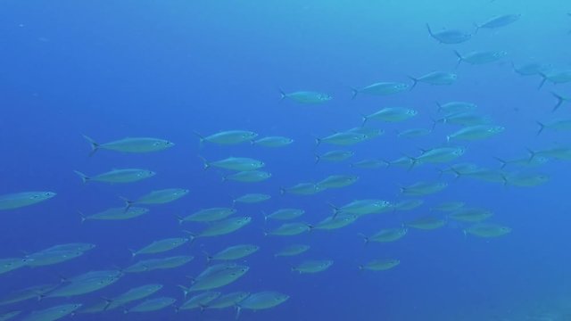 Large school of mackerel swim in the blue water background. Double-lined mackerel or scad mackerel - Grammatorcynus bilineatus, Underwater shots 