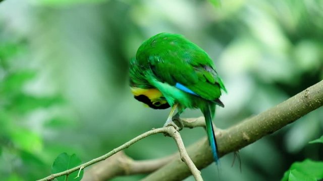 A Long-tailed Broadbill is sitting on a branch in forest with green leaves.