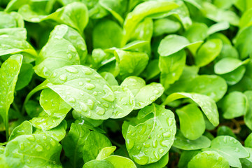 Fresh hydroponic vegetable , close up.
