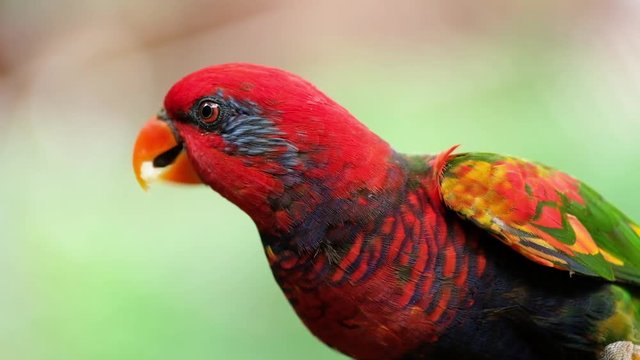 A Black-capped lory is eating fruit on a branch in forest with blurred background. Close up.