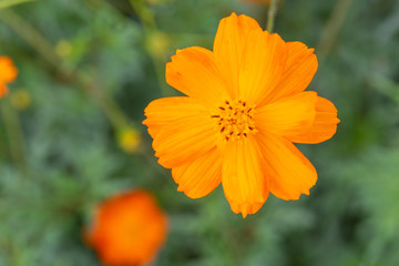 Outdoor spring blooming yellow orange yellow autumn flowers,Cosmos sulphureus Cav.