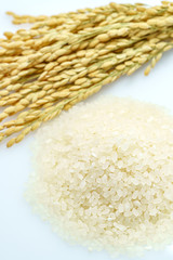 精米されたお米と稲穂