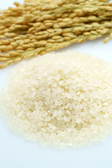 精米されたお米と稲穂