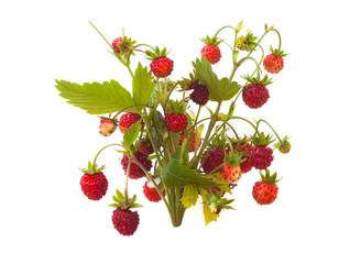 wild strawberry fruit with leaf isolated on white. fresh sweet fruits