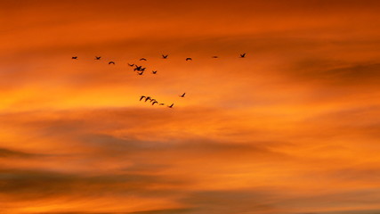 amanecer grullas gallocanta rojo fuego