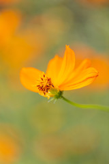 Outdoor spring blooming yellow orange yellow autumn flowers,Cosmos sulphureus Cav.