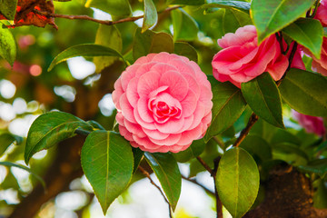 Pink Camellia flower amog green leaves
