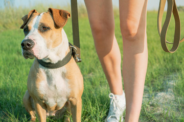 Obedient dog sits by the owner at walk. Staffordshire terrier and a female person at a field or park