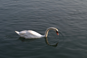 swan on the lake,bird,animal,white,water,wildlife,nature,river, beautiful,cygnus,