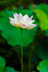 Obraz premium 蓮の花