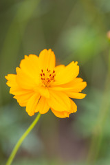 Outdoor spring blooming yellow orange yellow autumn flowers,Cosmos sulphureus Cav.