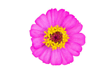 Zinnia flower close up isolated on white background