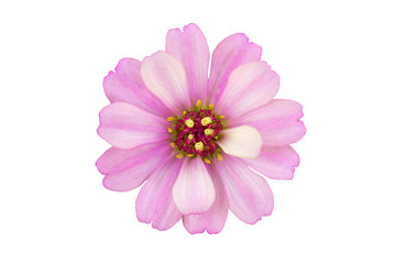 Zinnia flower close up isolated on white background