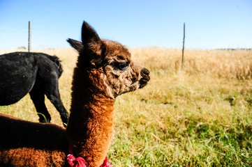 Baby alpaca cria front © maiecka