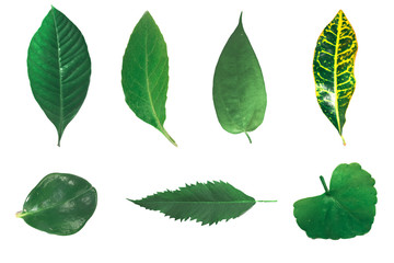 set of green leaves