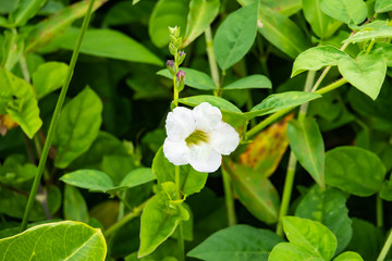 Obraz na płótnie Canvas Coromandel Flower in Bloom in Summer