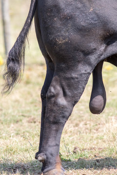 Black bull testicles. Large hanging ball sack. Domestic farm animal Stock  Photo | Adobe Stock