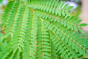 green fern leafs macro shot, summer leafs