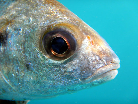 particular close-up of head and eye of bastard grunt pomadasys incisus or pomadasys bennetti