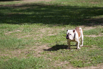 brown and white english bulldog