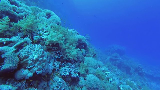 Slow motion - beautiful soft coral reef with school of tropical fish. Underwater shots 