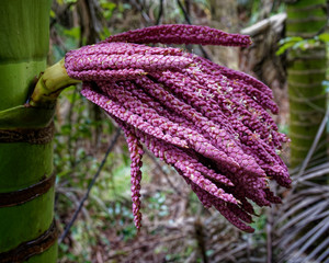 Nikau palm flower, New Zealand.