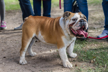 brown and white english bulldog