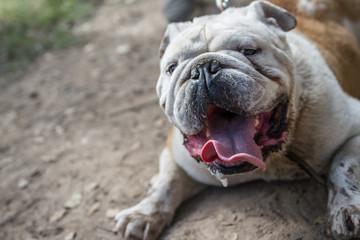 brown and white english bulldog