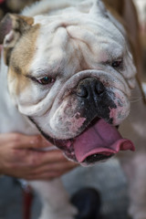 brown and white english bulldog