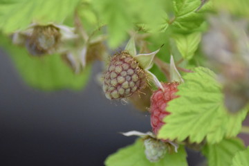 Unreife Himbeeren (Rubus idaeus)