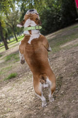 brown and white english bulldog
