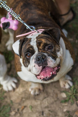 brown and white english bulldog