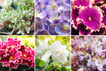 Collage from different pictures of varietal Saintpaulias.