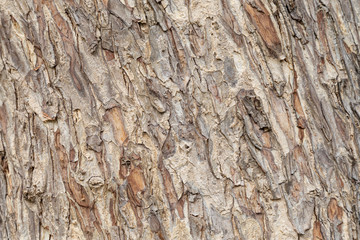 Texture of bark tree.