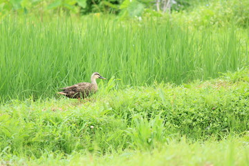 田んぼのカモ