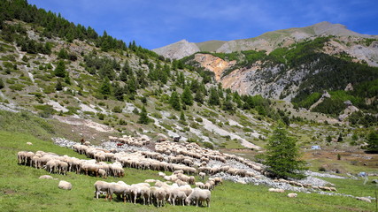 Fototapeta na wymiar A flock of sheep located along Cristillan Valley above Ceillac village, Queyras Regional Natural Park, Southern Alps, France