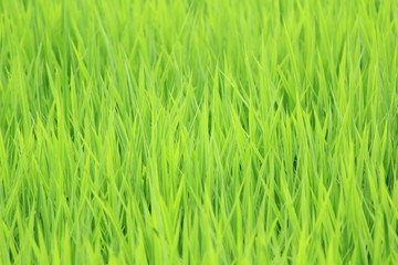 Obraz premium 夏の田んぼ