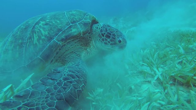 Close up of Sea Turtle eats green seagrass. Green Sea Turtle - Chelonia mydas, Underwater shots 
