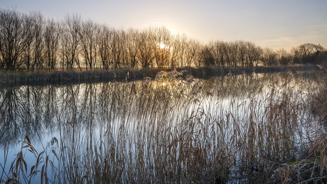 Trees and reeds in hazy winter sun on the Exeter Canal, Exeter, Devon