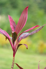 Fototapeta premium flower in garden