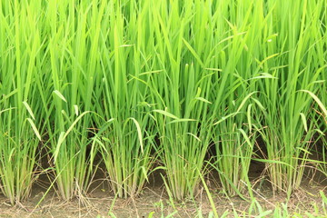 Fototapeta premium 夏の田んぼ