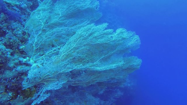 Slow motion - School of orange fish slowly swims on a large Sea fan background. Lyretail Anthias - Pseudanthias squamipinnis and Soft coral Giant Gorgonian or Sea fan - Subergorgia mollis 