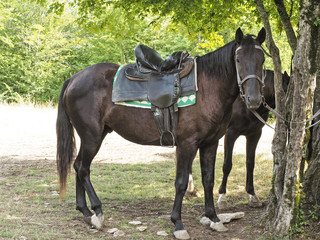 Side view of dark brown horse with saddle tied to tree at natural background