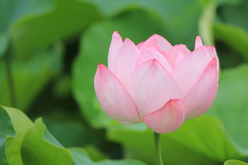 南伊豆の古代ハス